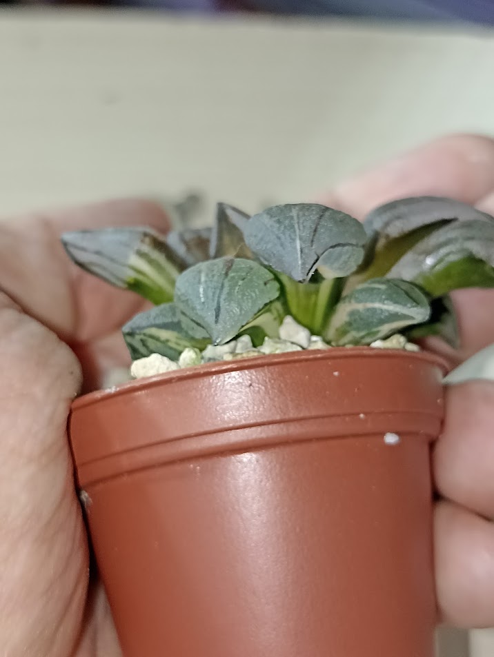 Haworthia Atrofusca Mutant Watermelon Variegated