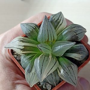 Haworthia Atrofusca Mutant Watermelon Variegated