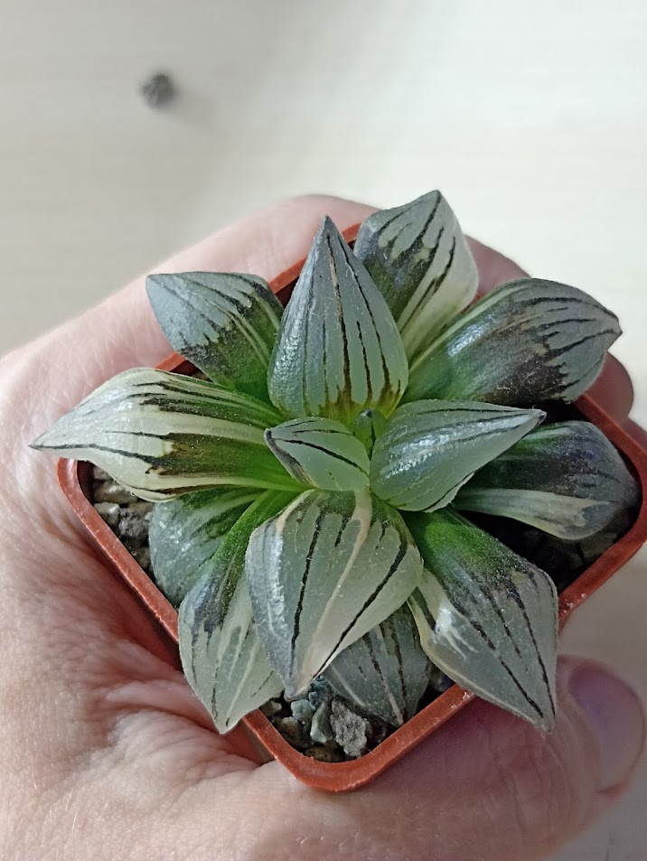 Haworthia Atrofusca Mutant Watermelon Variegated