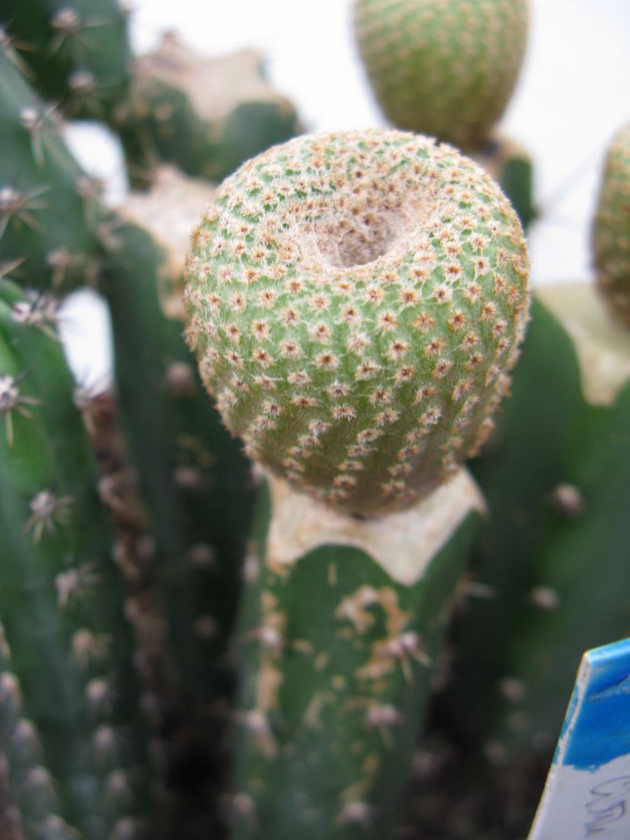 Yavia criptocarpa