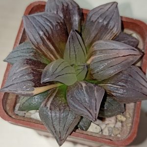 Haworthia Atrofusca Mutant Watermelon Variegated