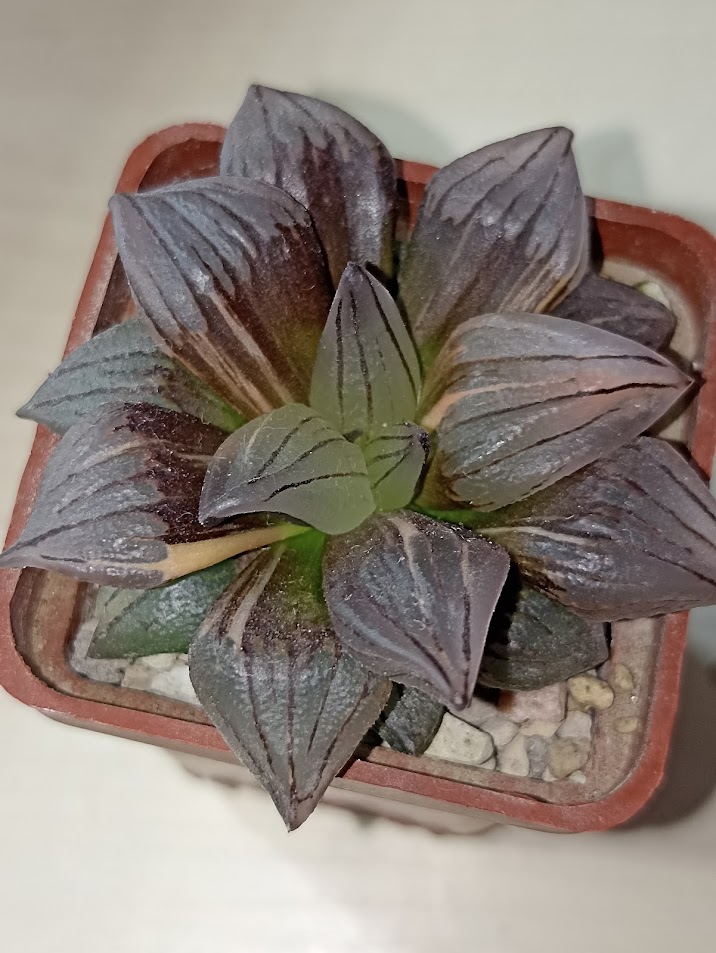 Haworthia Atrofusca Mutant Watermelon Variegated