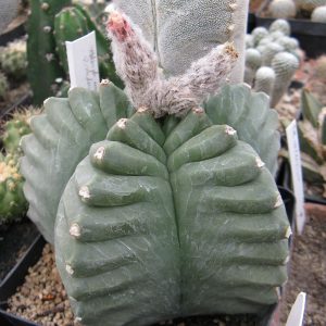 Astrophytum myriostigma cv Kikko насіння