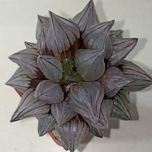 Haworthia Atrofusca Mutant Watermelon Variegated