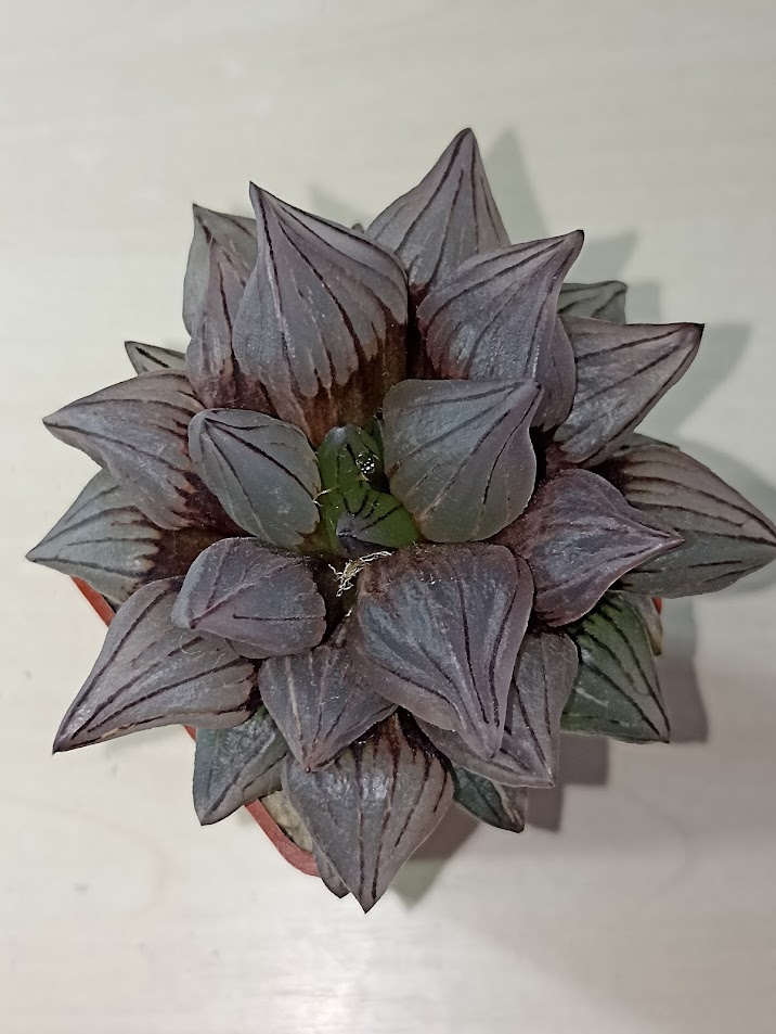 Haworthia Atrofusca Mutant Watermelon Variegated
