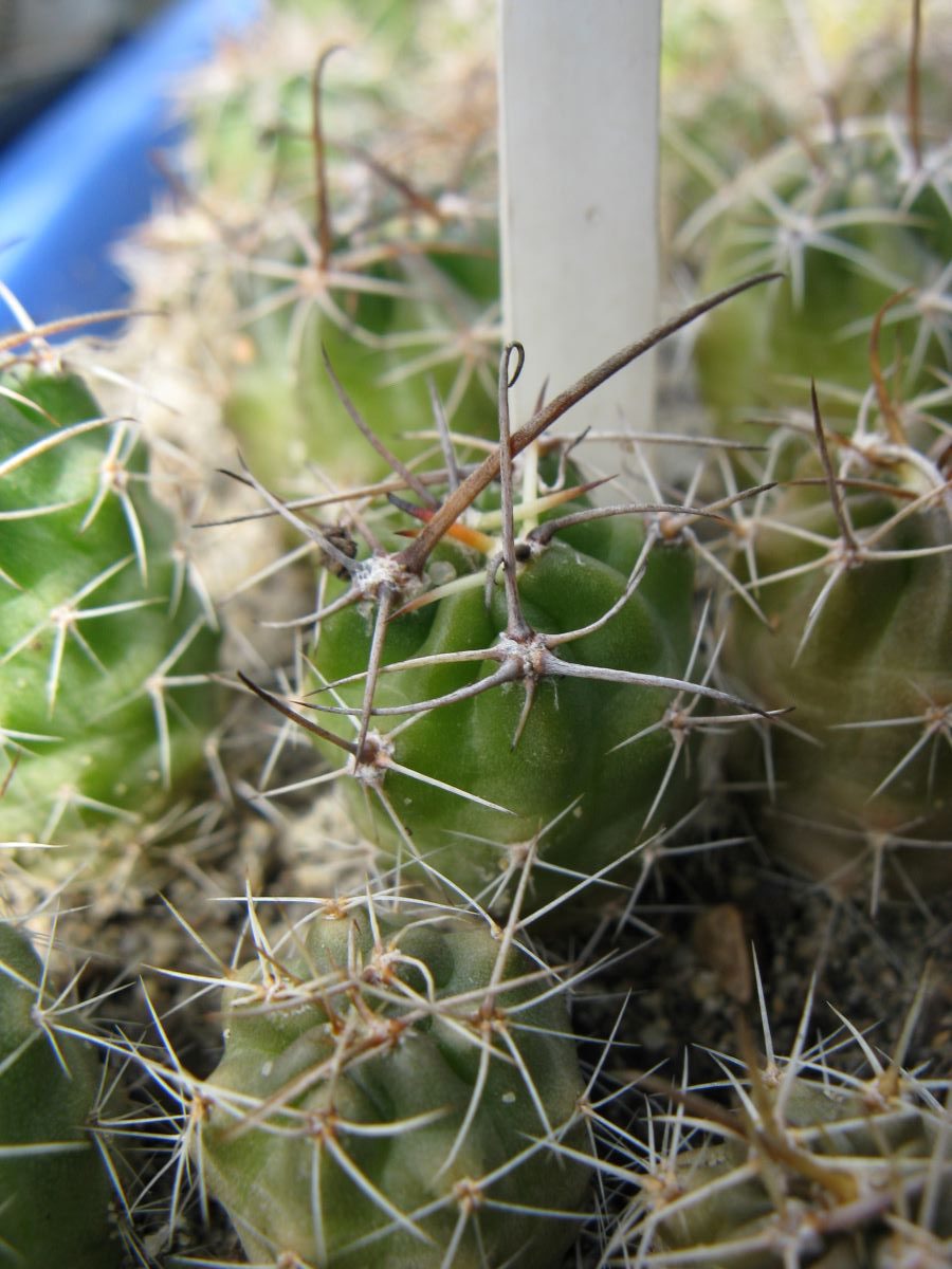 Lobivia wrightiae