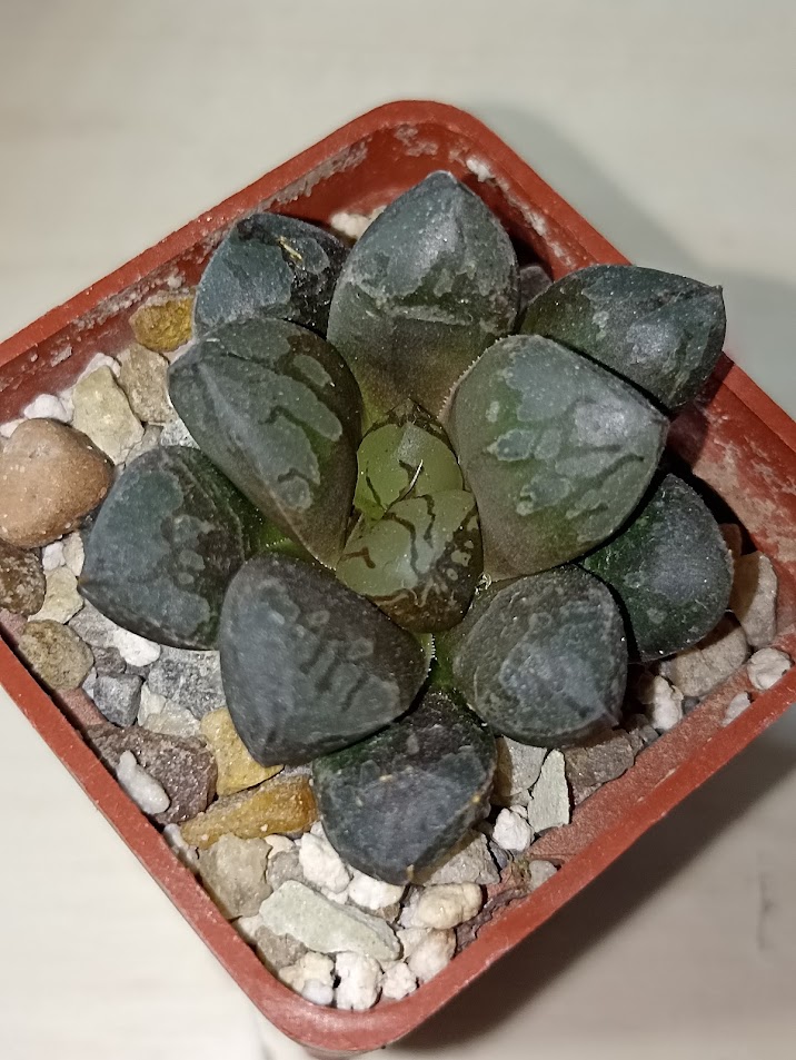 Haworthia Green Flame