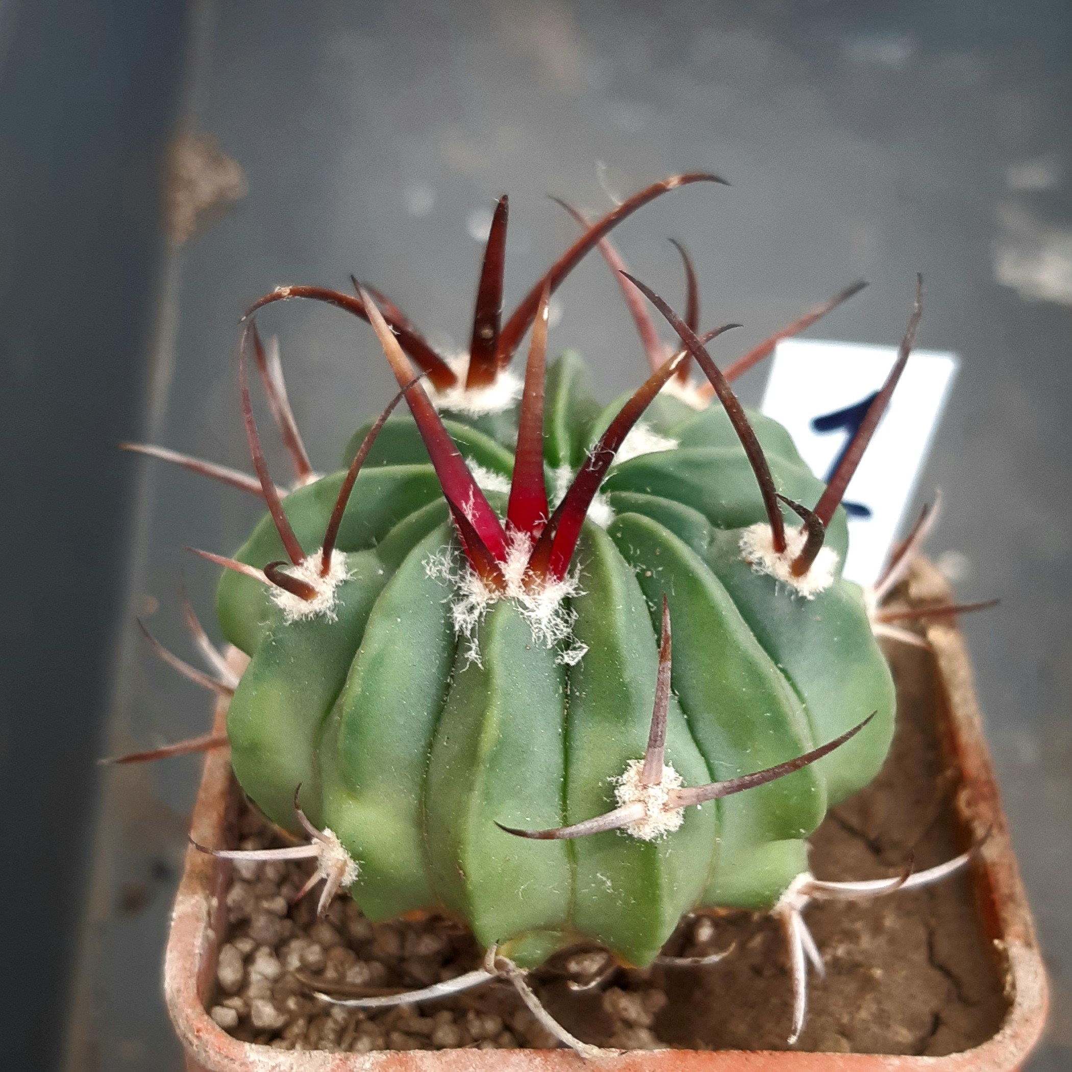 Echinofossulocactus coptonogonus SB13 MG #1