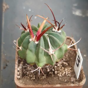 Echinofossulocactus coptonogonus SB13 MG #1