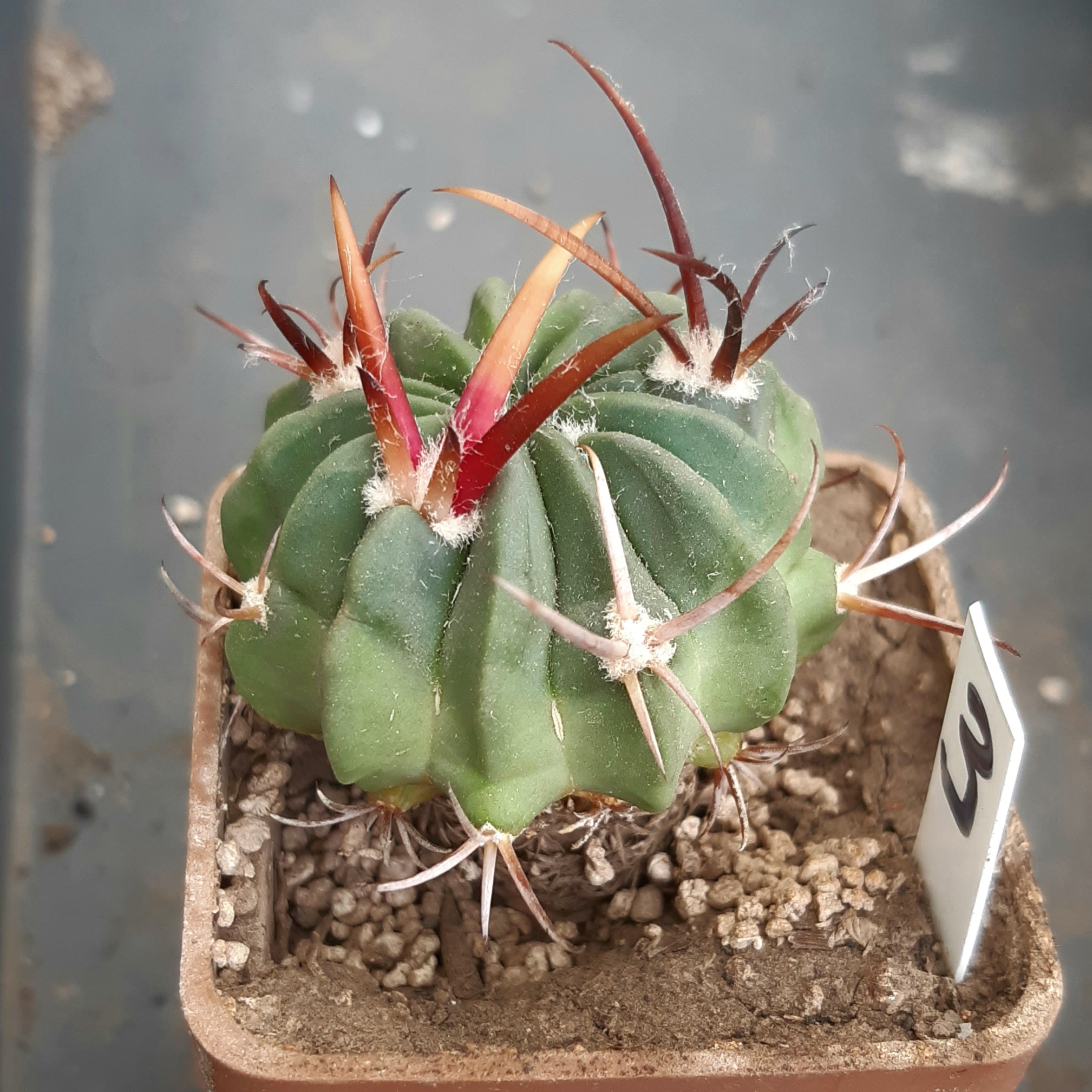 Echinofossulocactus coptonogonus SB13 MG #3