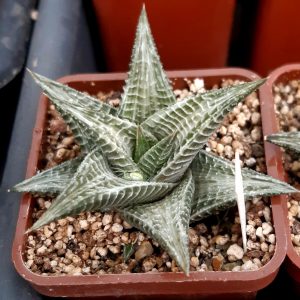 Haworthia cv.'Sekkanjou' HKF-6 limifolia white variegata