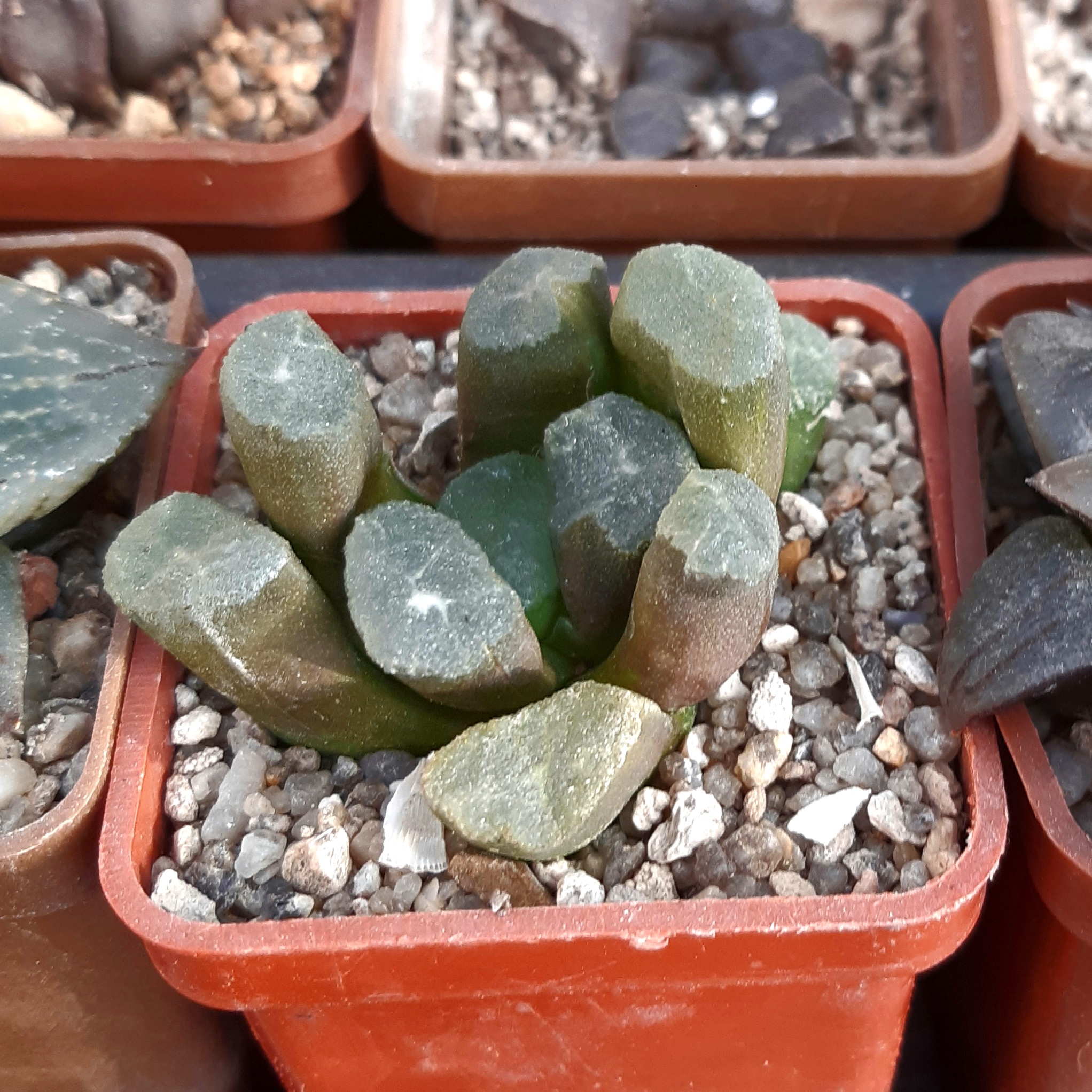 Haworthia maughanii