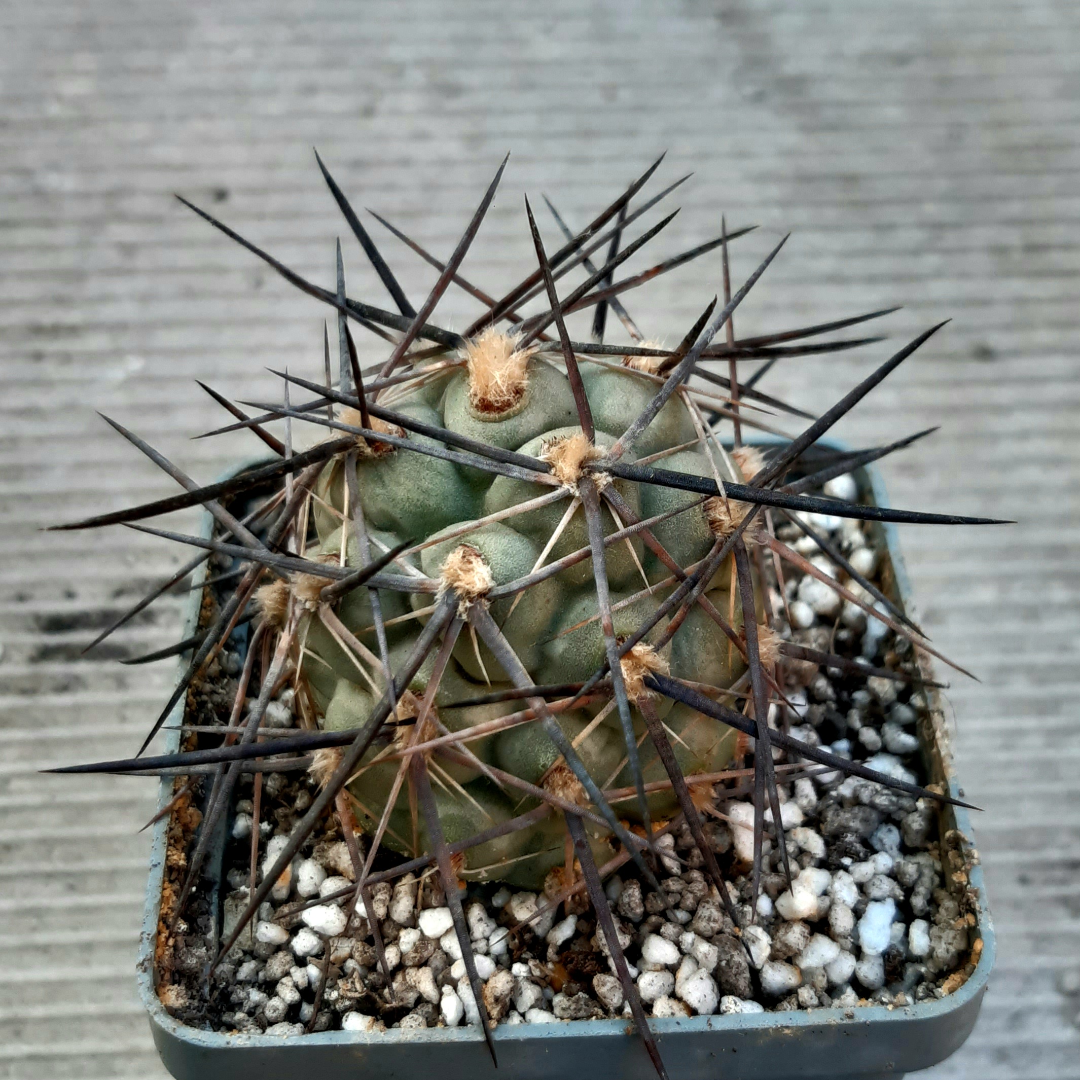 Tephrocactus bruchii 'Gigas-Form' MK1383 (M.Kiesling)
