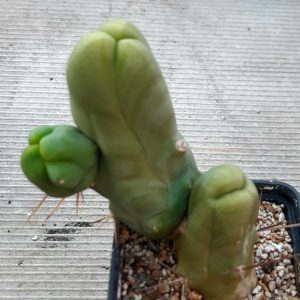 Trichocereus bridgesi monstrosa