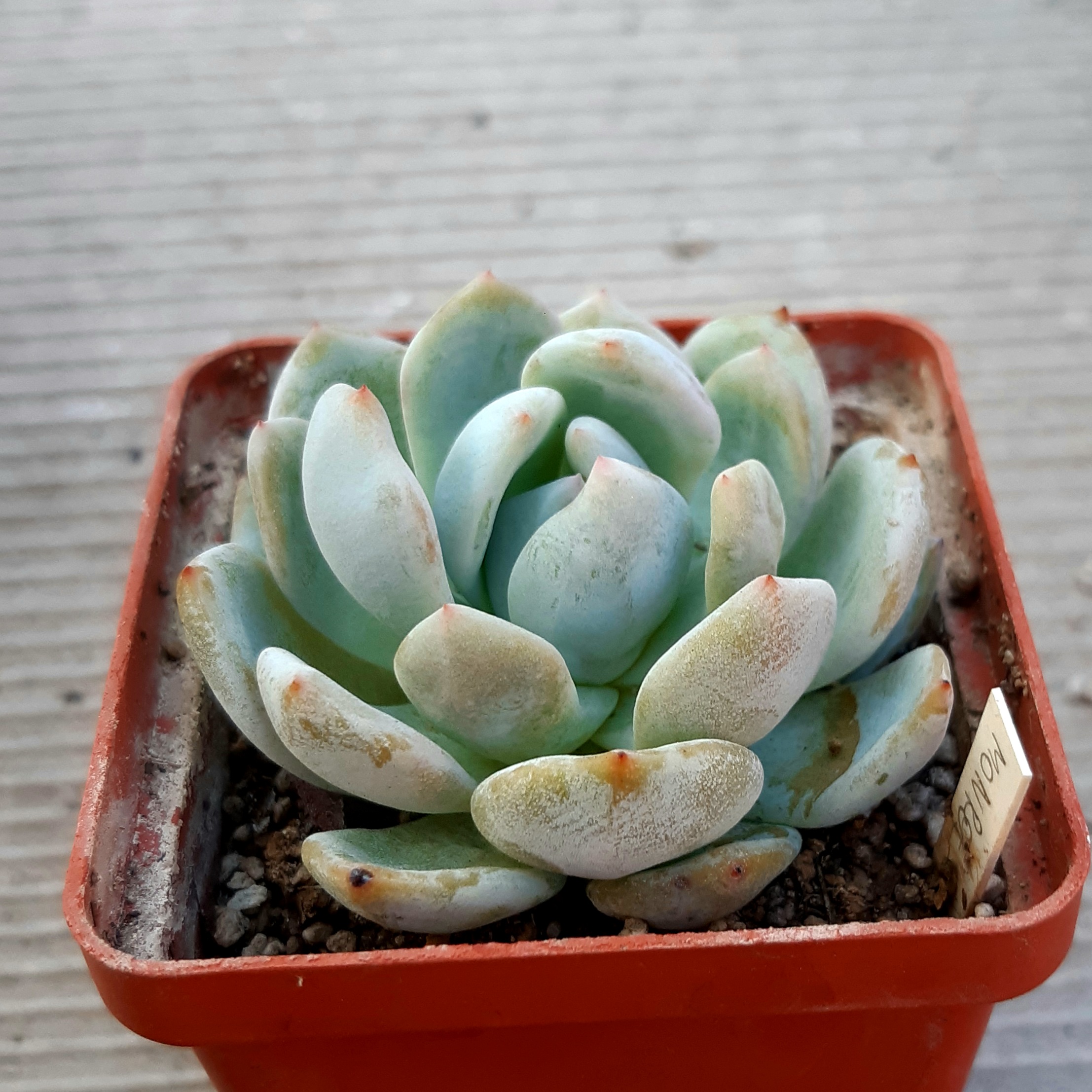 Echeveria 'Monroe Orange'