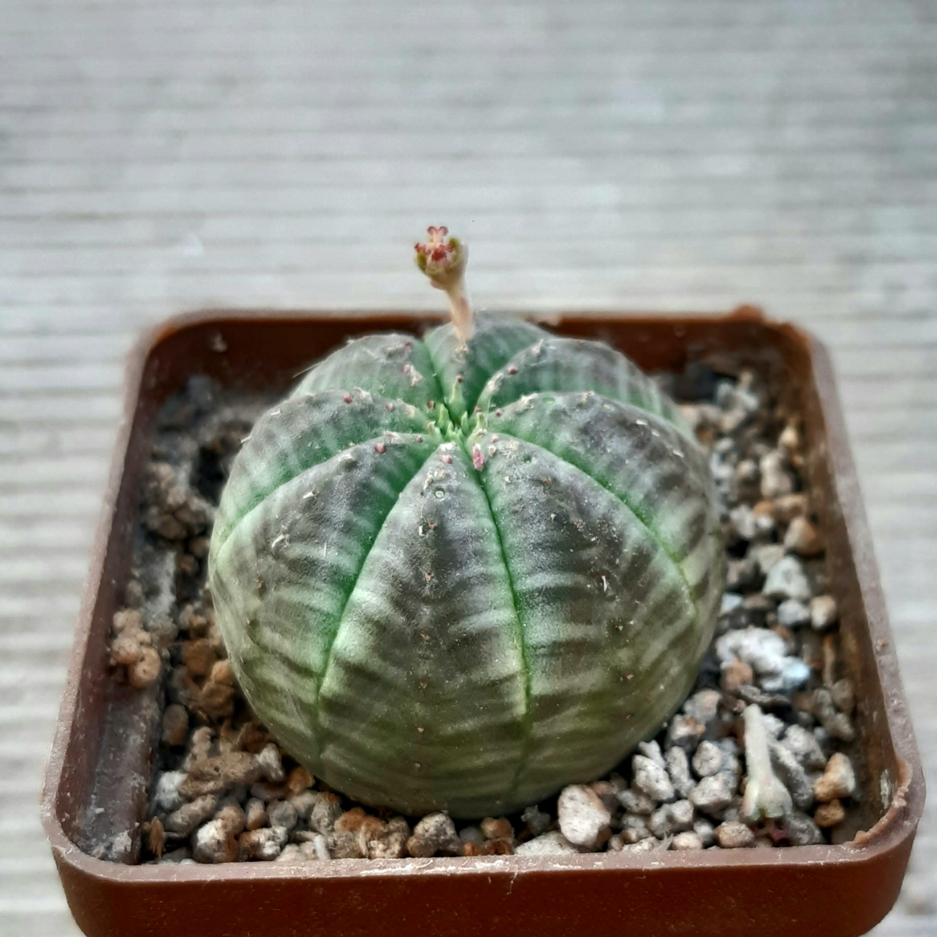 Euphorbia obesa