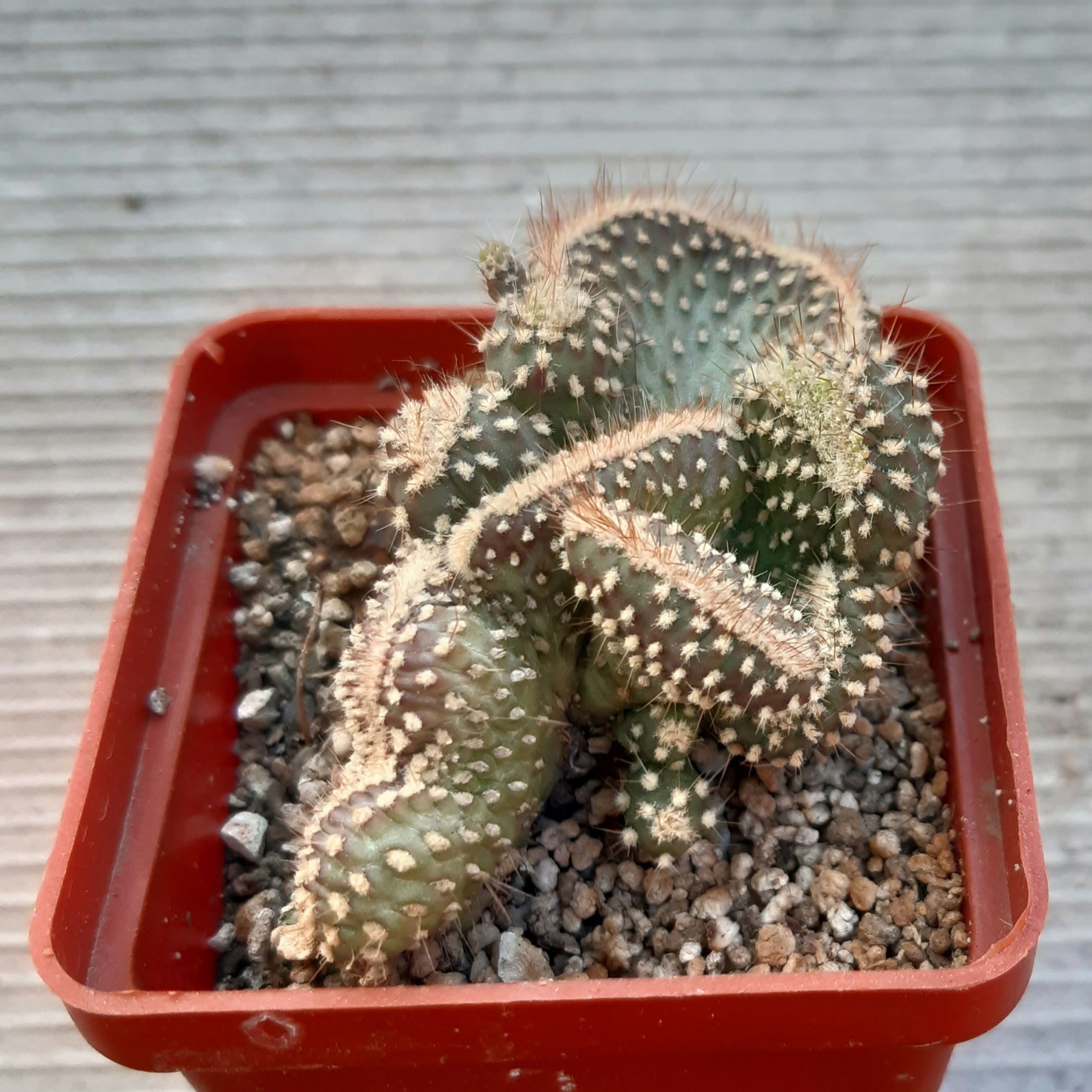 Austrocylindropuntia pachypus cristata