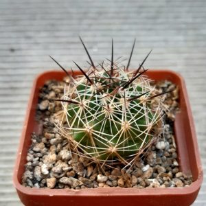 Coryphantha reduncispina PP696