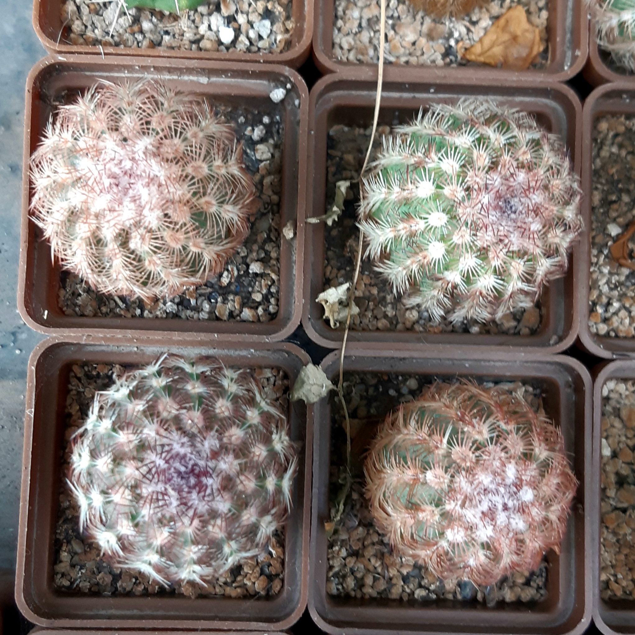 Echinocereus rigidissimus 'rubrispinus' (Mesagarden) (4 росл. разом)