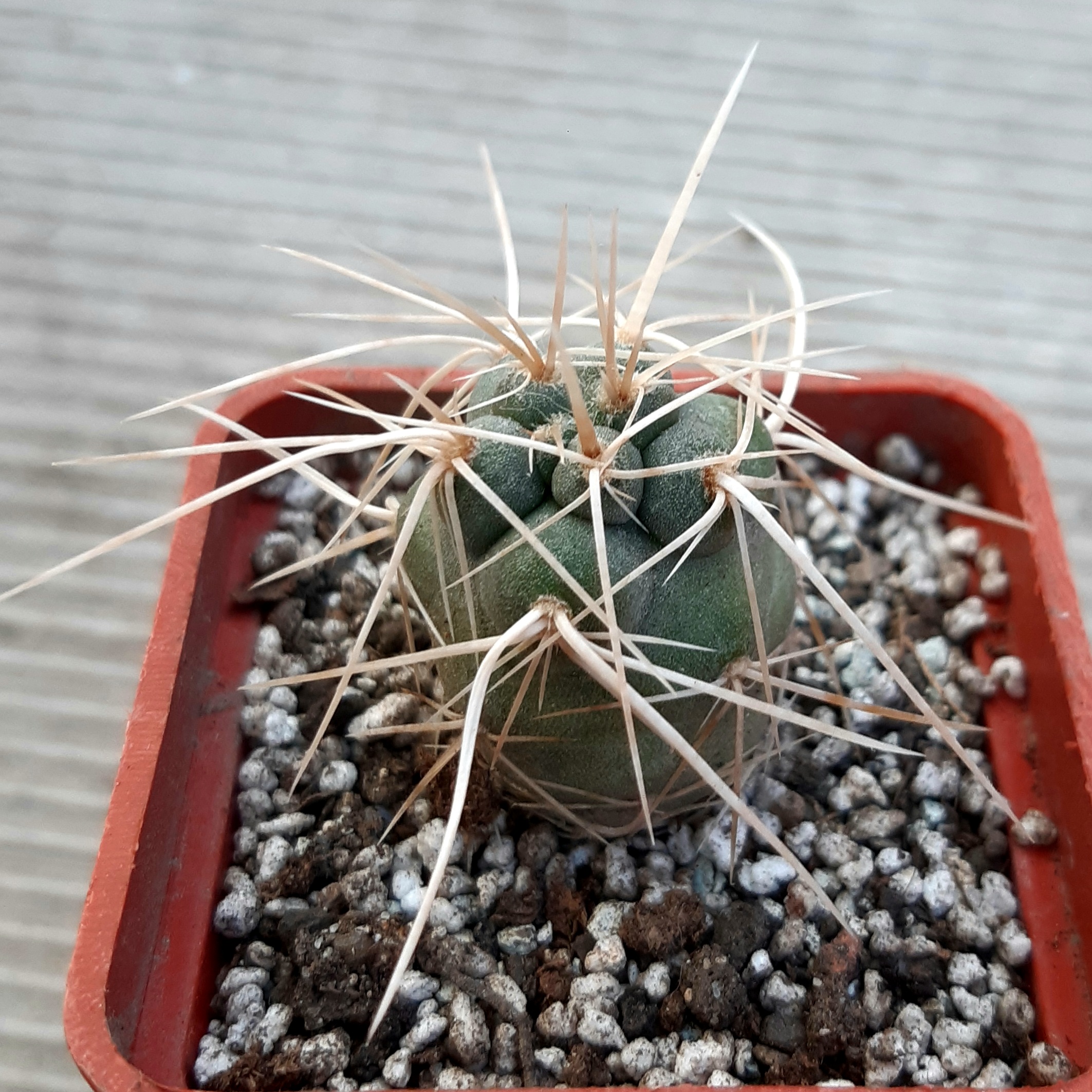 Tephrocactus bruchii 'fiambalensis' Fiambala, Catamarca prov