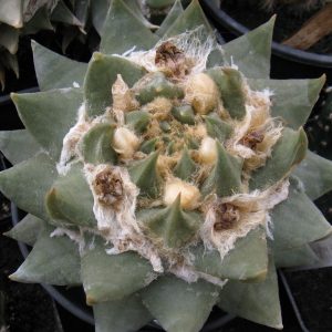 Ariocarpus trigonus KMR45 насіння