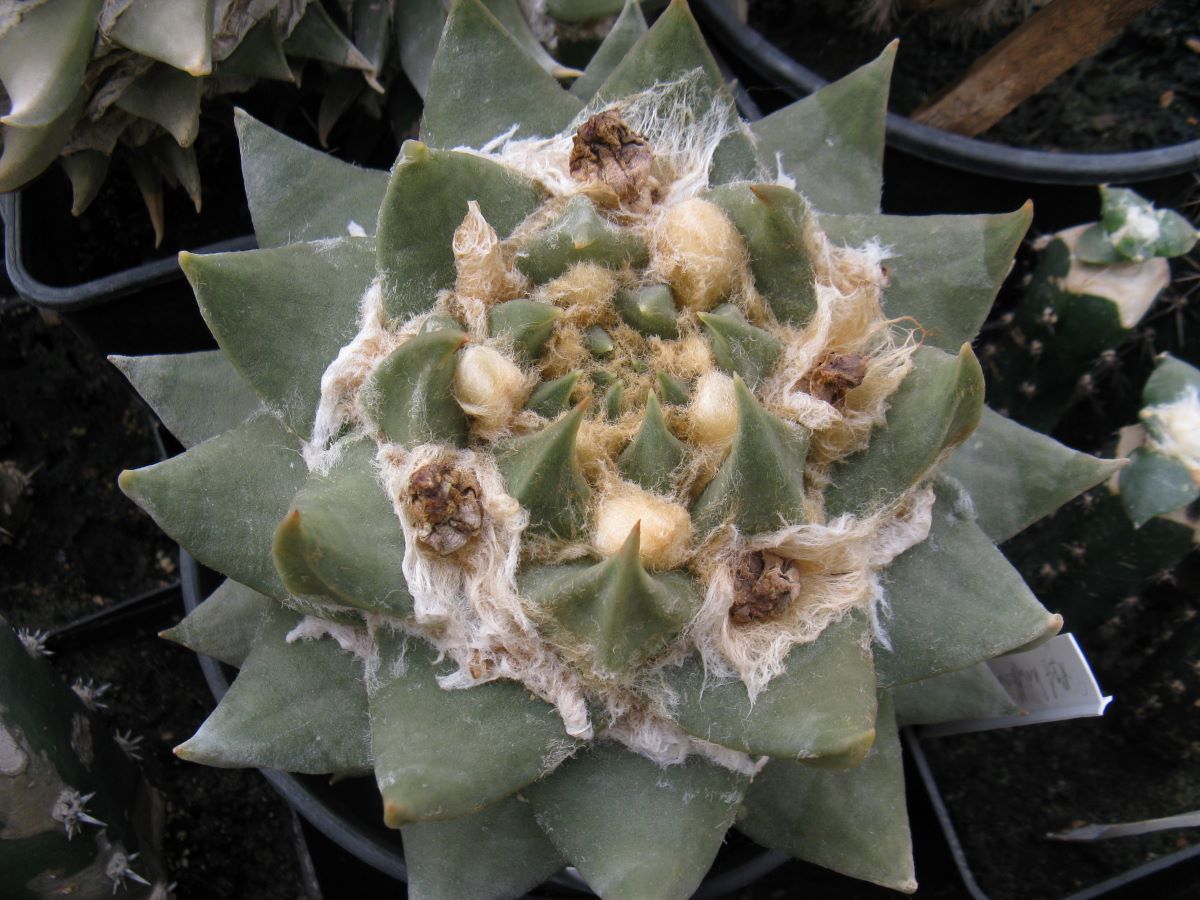Ariocarpus trigonus KMR45 насіння