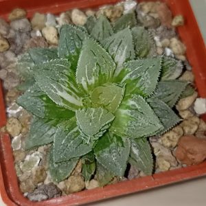 Haworthia Ice Sugar Variegated
