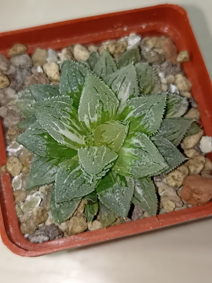 Haworthia Ice Sugar Variegated
