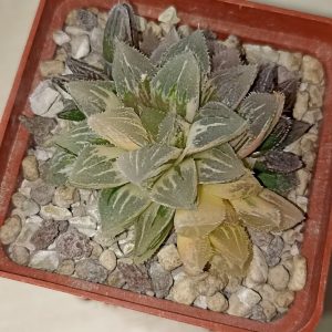 Haworthia Ice Sugar Variegated