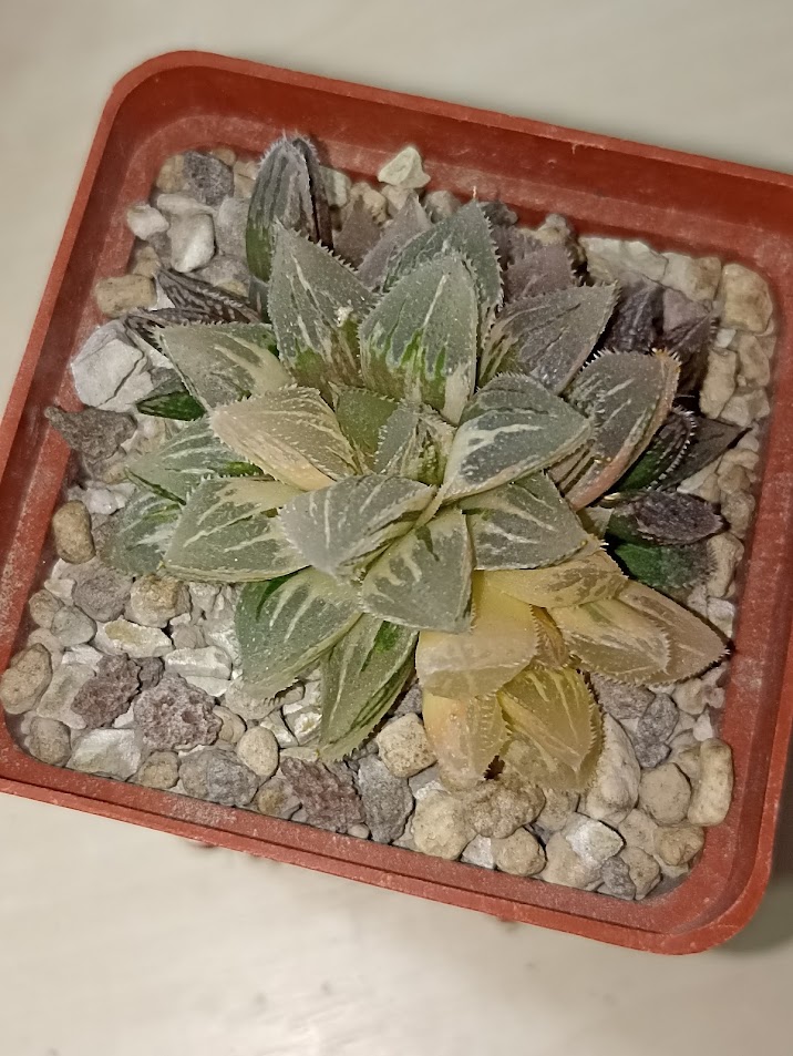 Haworthia Ice Sugar Variegated