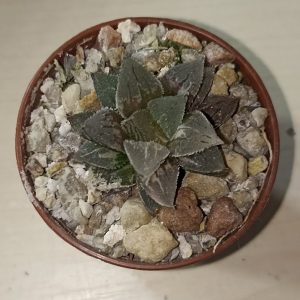Haworthia Ice Sugar Variegated