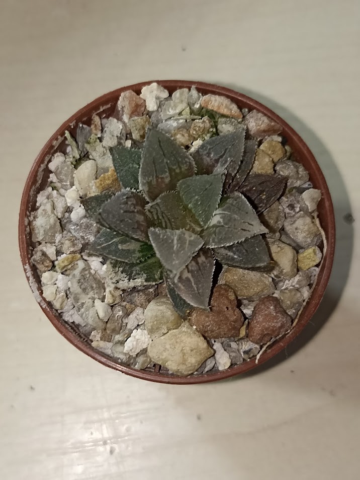 Haworthia Ice Sugar Variegated