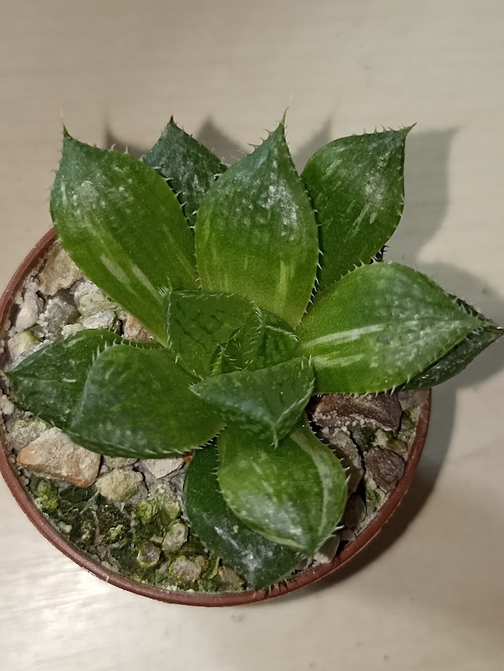 Haworthia Lotus Latern Variegated