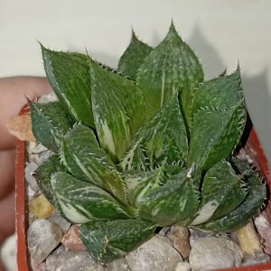 Haworthia Lotus Latern Variegated