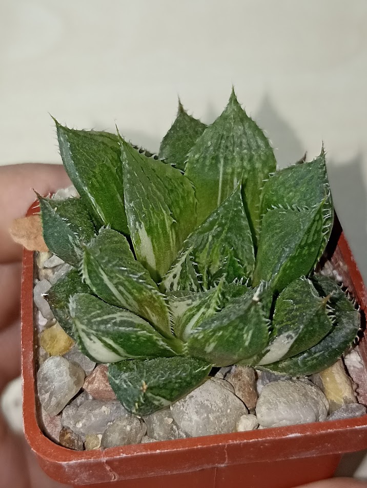 Haworthia Lotus Latern Variegated