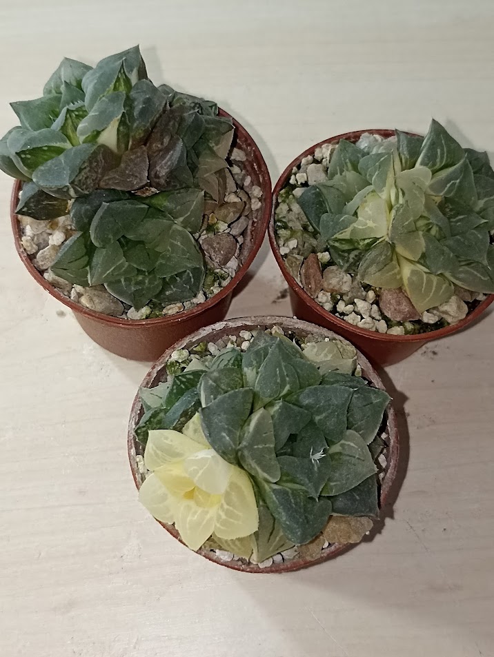 Haworthia Paradise Flower Variegata