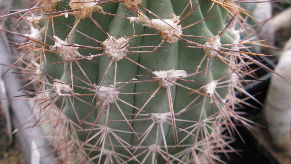 Copiapoa grandiflora Esmeralda насіння
