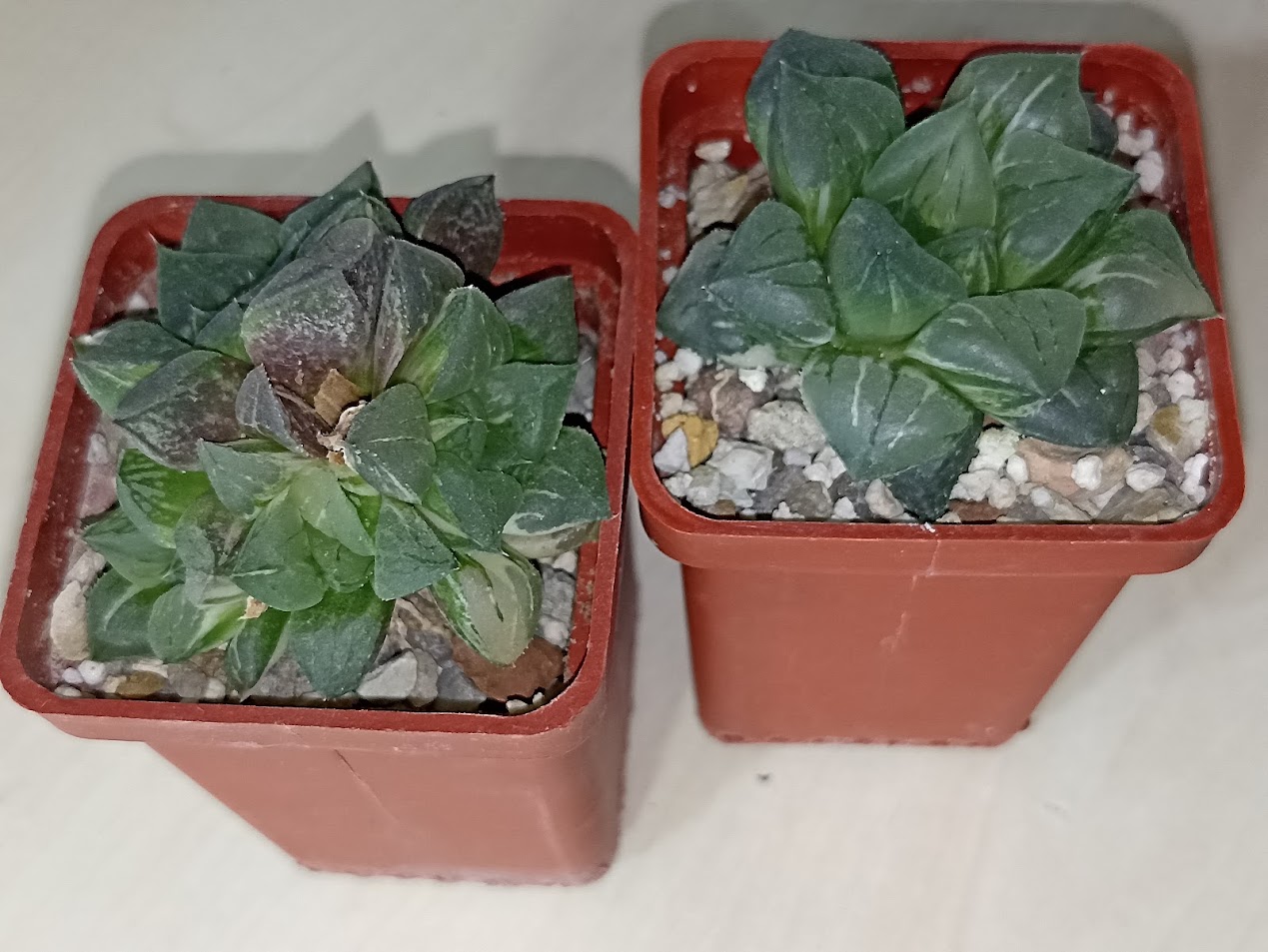 Haworthia Paradise Flower Variegata