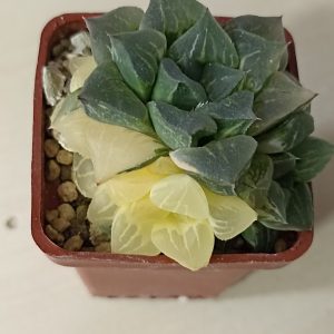 Haworthia Paradise Flower Variegata