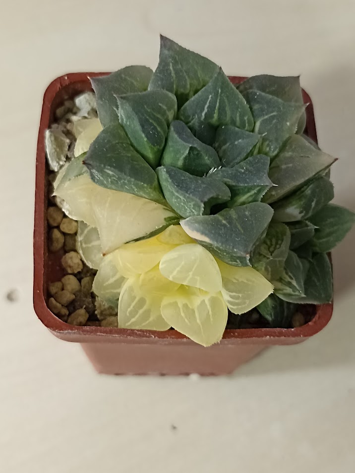 Haworthia Paradise Flower Variegata