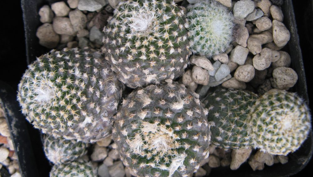 Copiapoa laui насіння