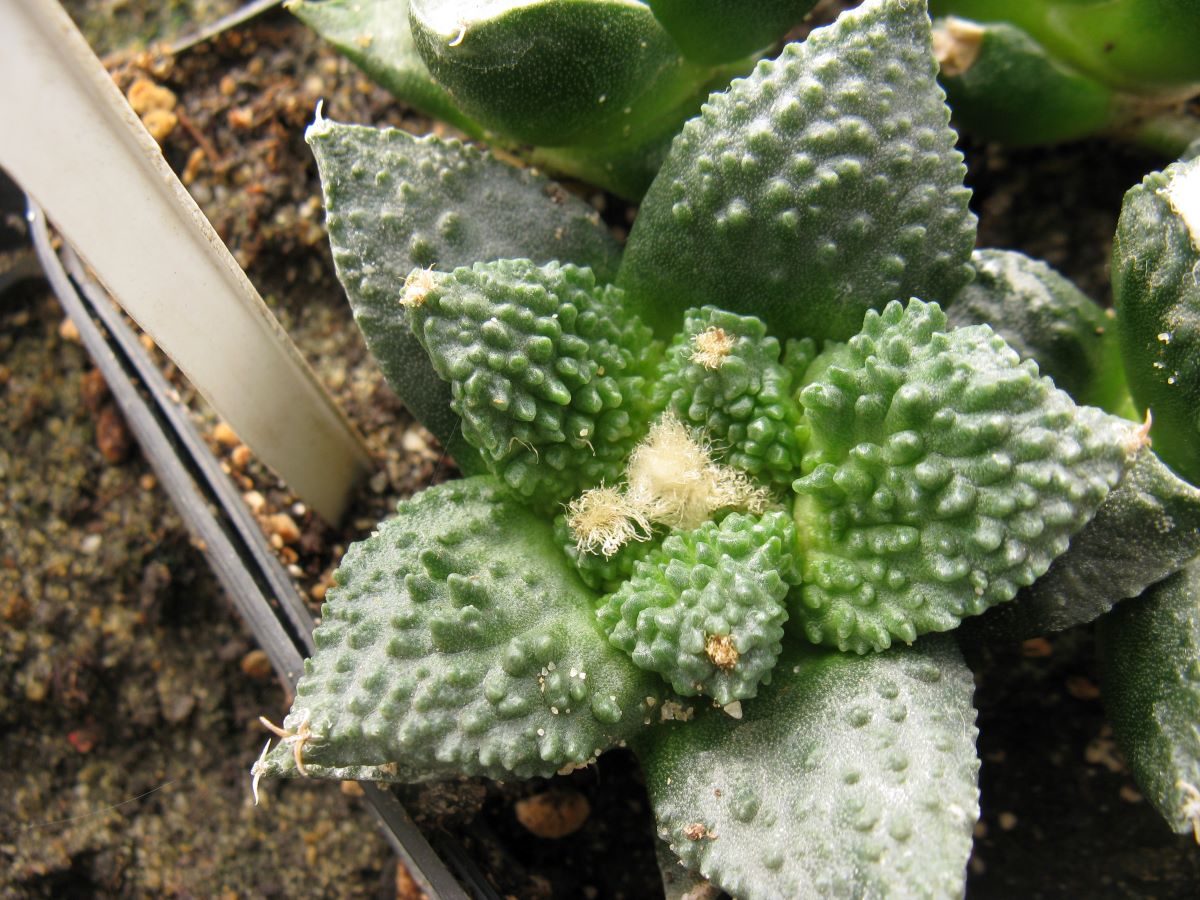 Ariocarpus Godzila coral #3