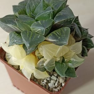 Haworthia Paradise Flower Variegata