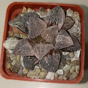 Haworthia Yoroi Variegated