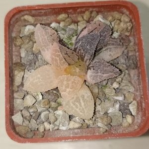 Haworthia Yoroi Variegated