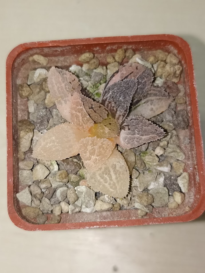 Haworthia Yoroi Variegated