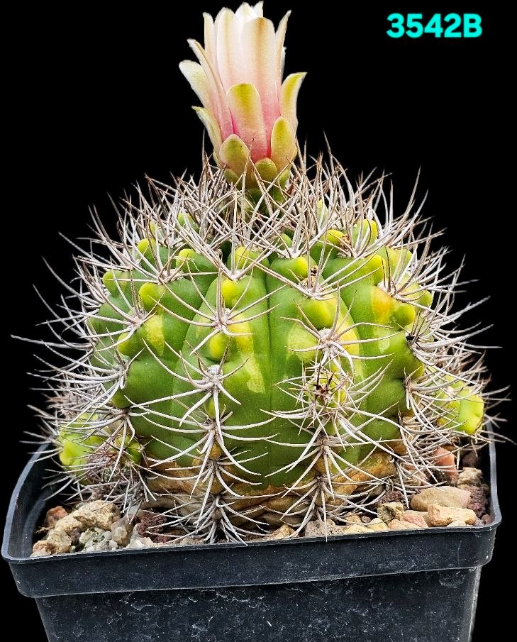 Gymnocalycium valnicekianum –Haage (12x12)-3542B