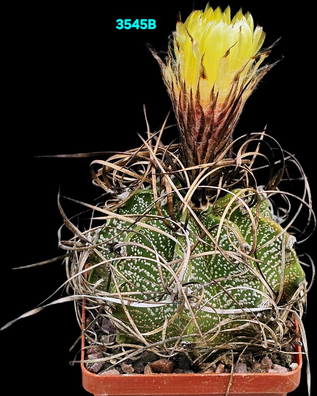 Astrophytum capricorne var. major (7x7)-3545(B)