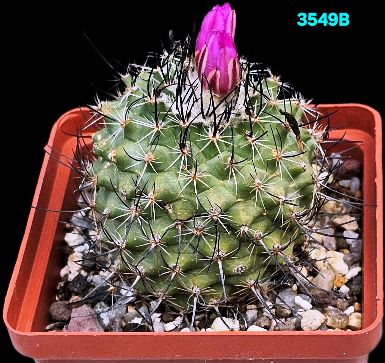 Turbinicarpus viereckii var. neglectus –GK (8x8)-3549B