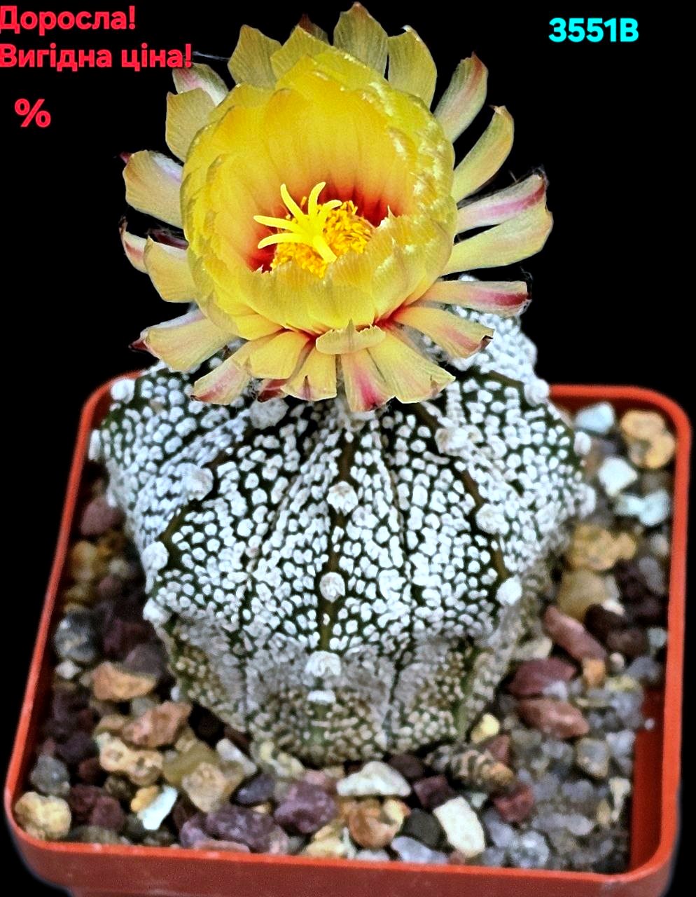 Astrophytum hybrid [Cap. X `SK`] (7x7)-3551B